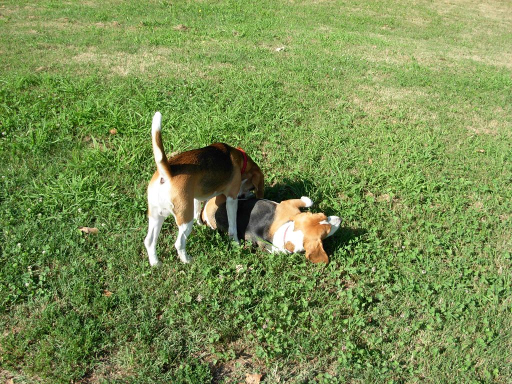 Teo e Nike